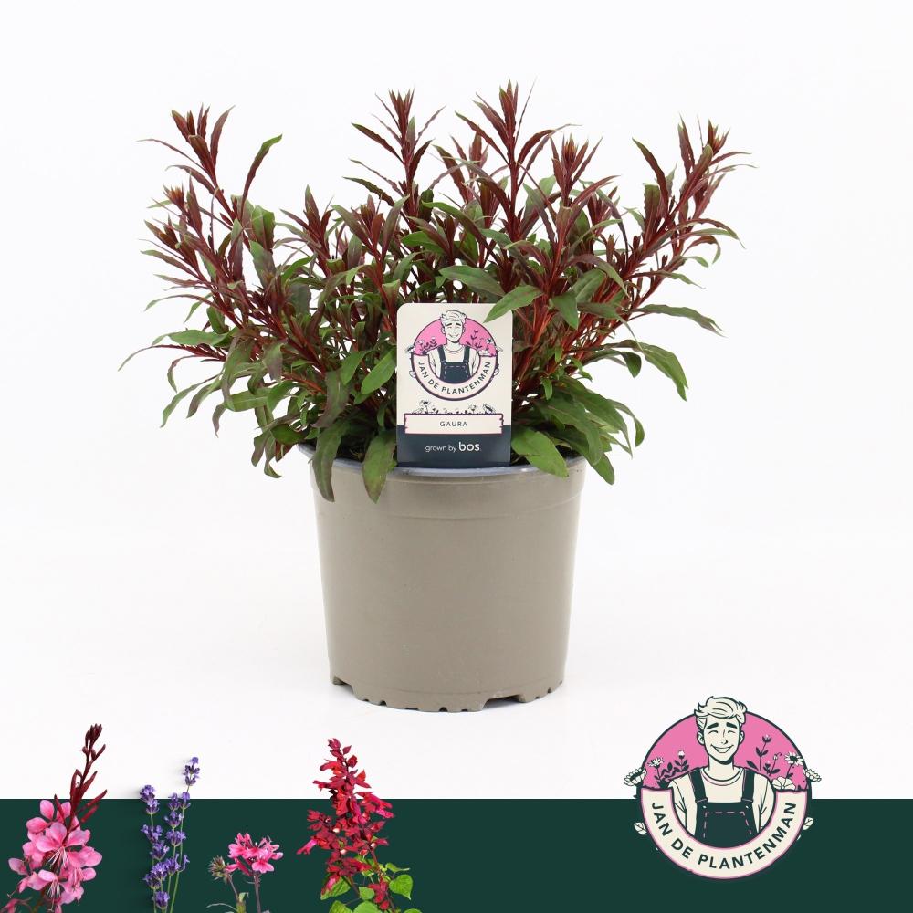 Gaura