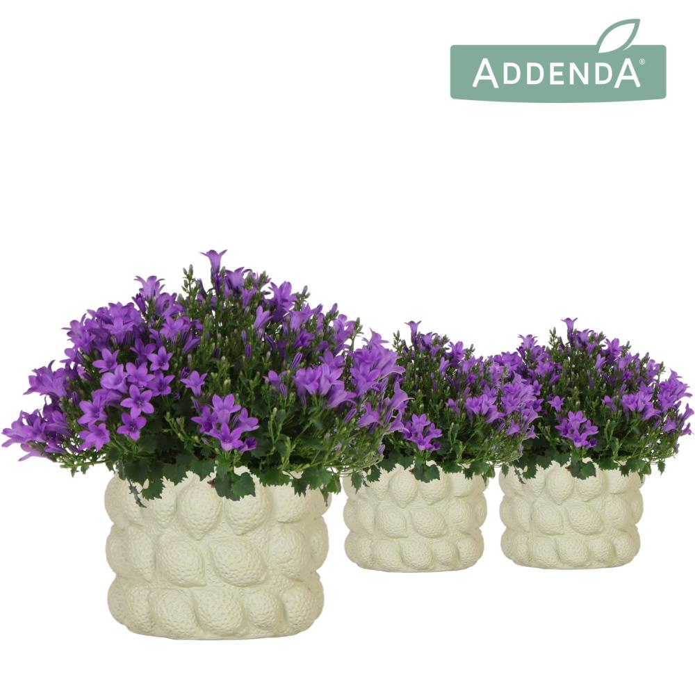 campanula