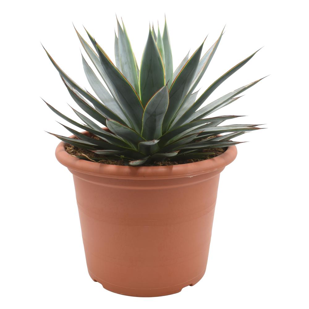 Agave