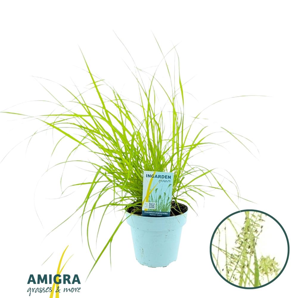 pennisetum