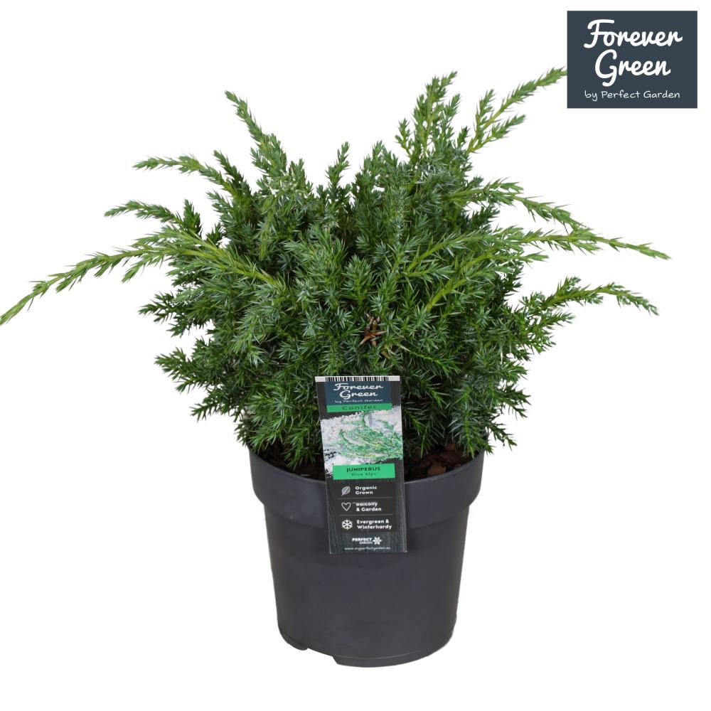 juniperus