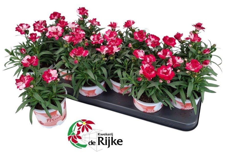 dianthus