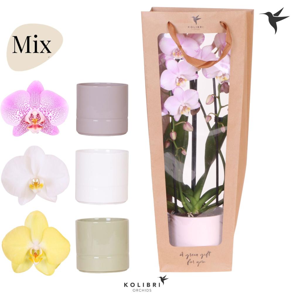 phalaenopsis