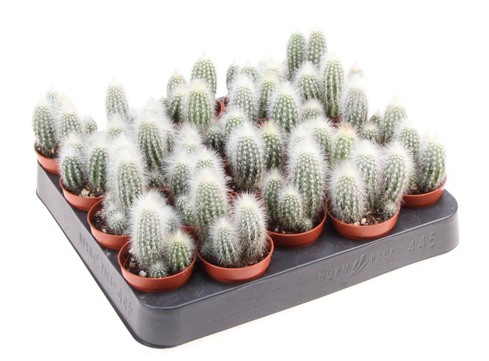 Cleistocactus