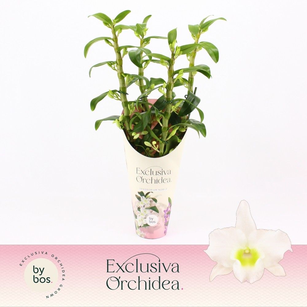 Dendrobium