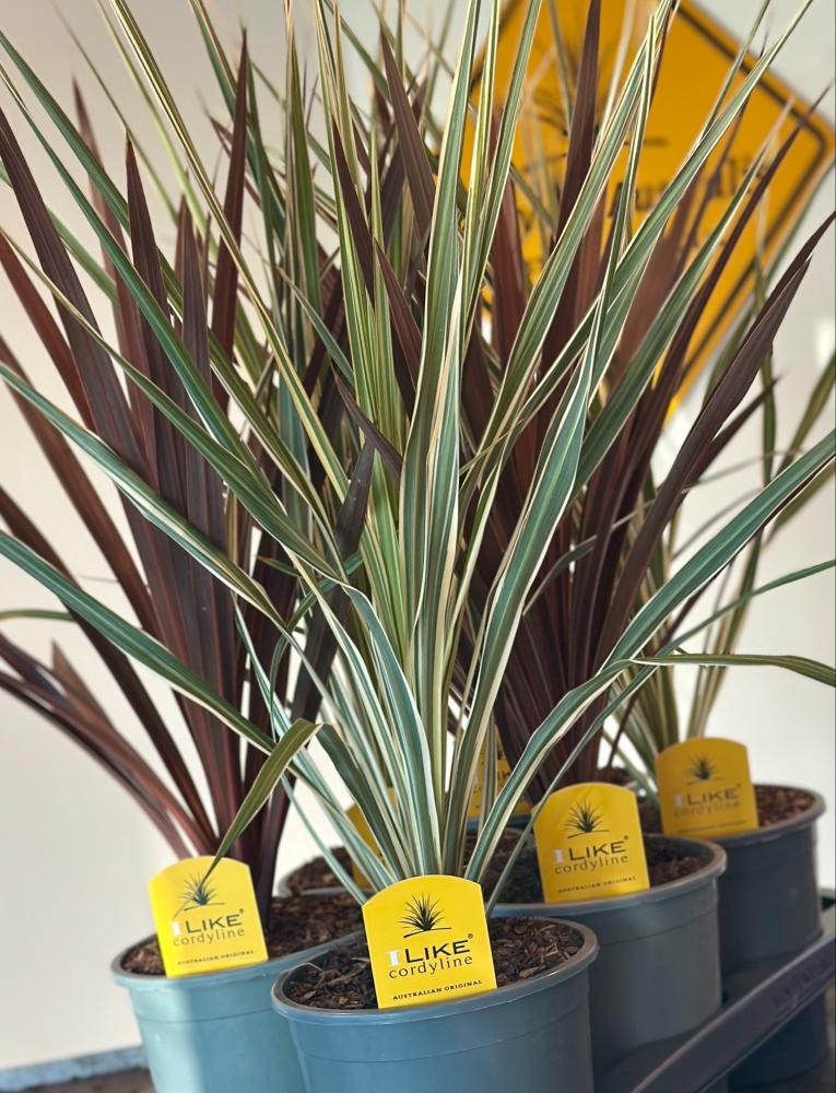 Cordyline