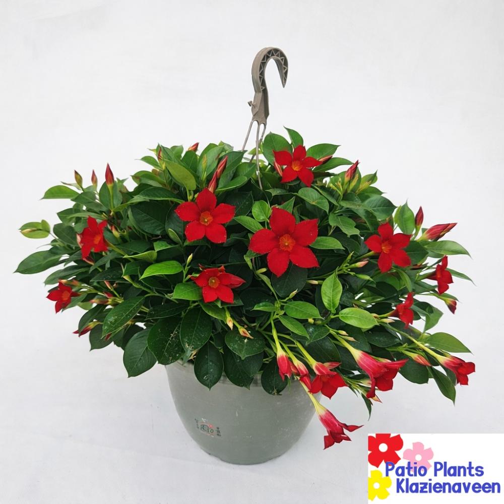 Mandevilla-dipladenia