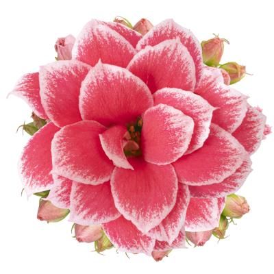 Kalanchoe fleurs doubles