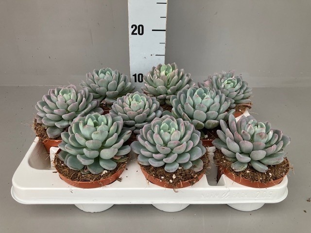 Echeveria