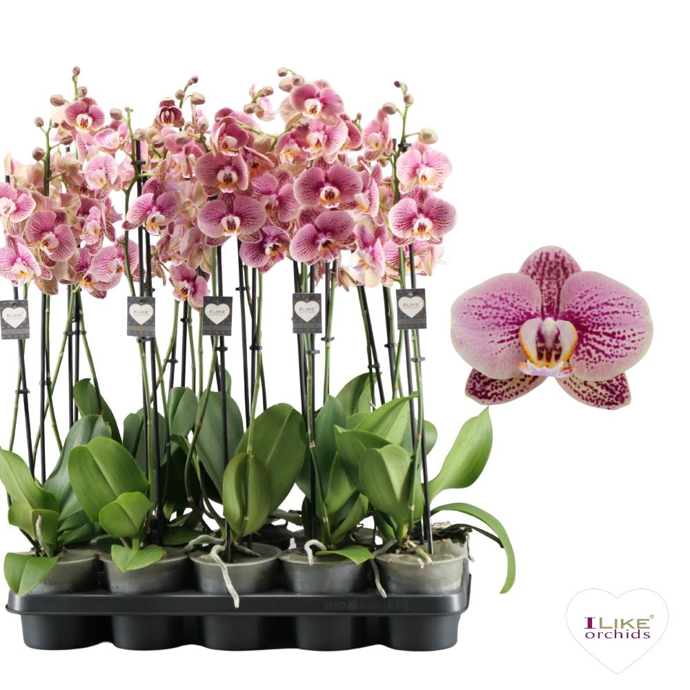 phalaenopsis