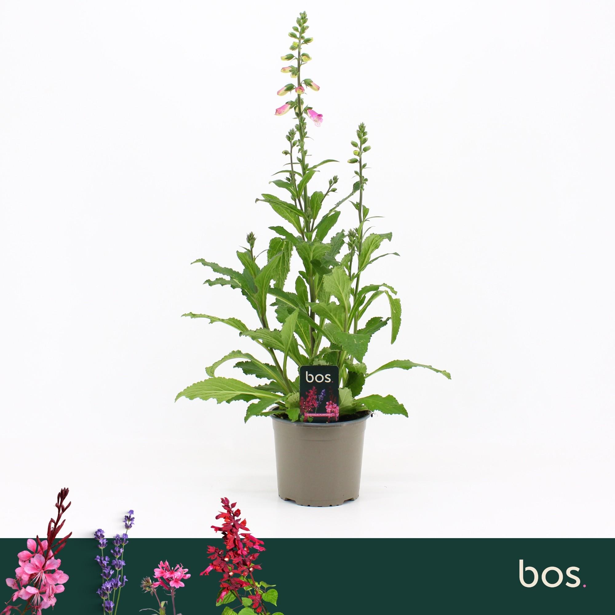 Digitalis
