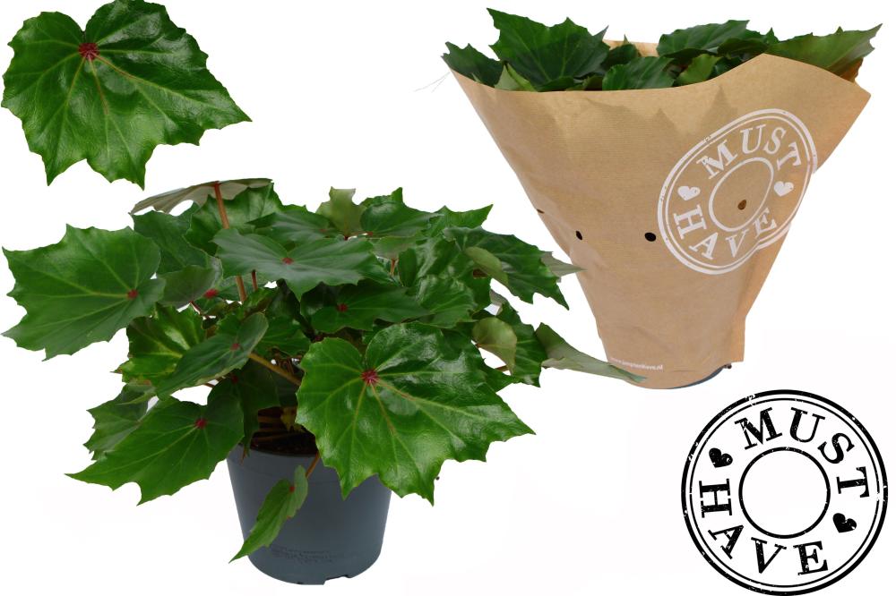 begonia feuillage