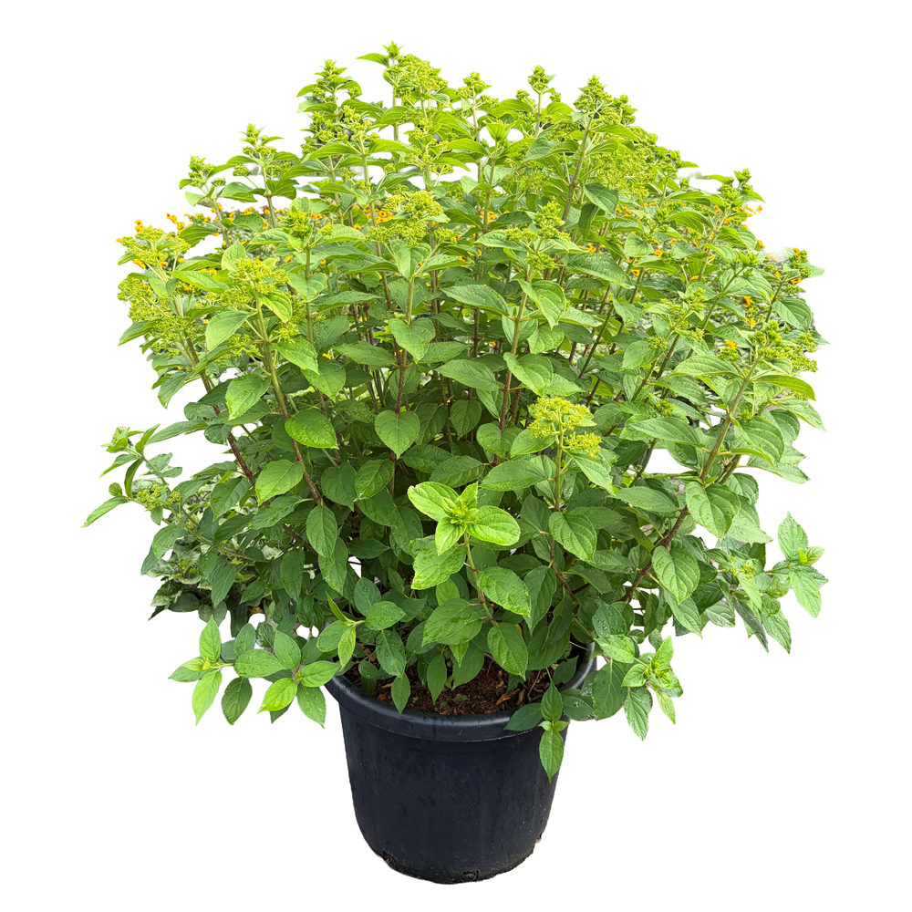 Hydrangea paniculata limelight
