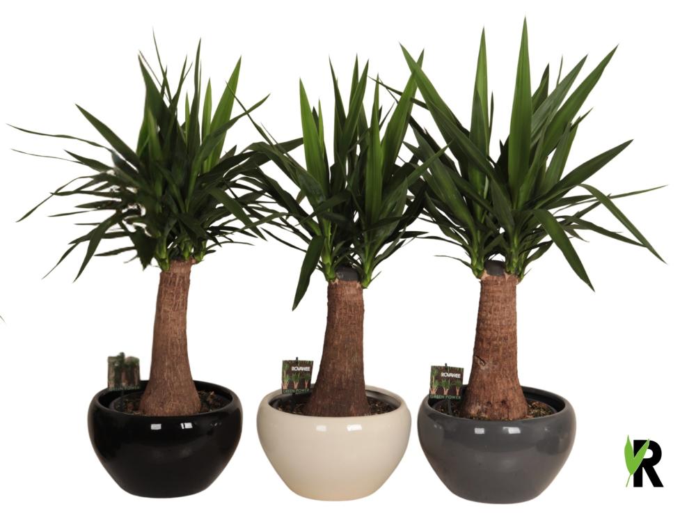 Yucca