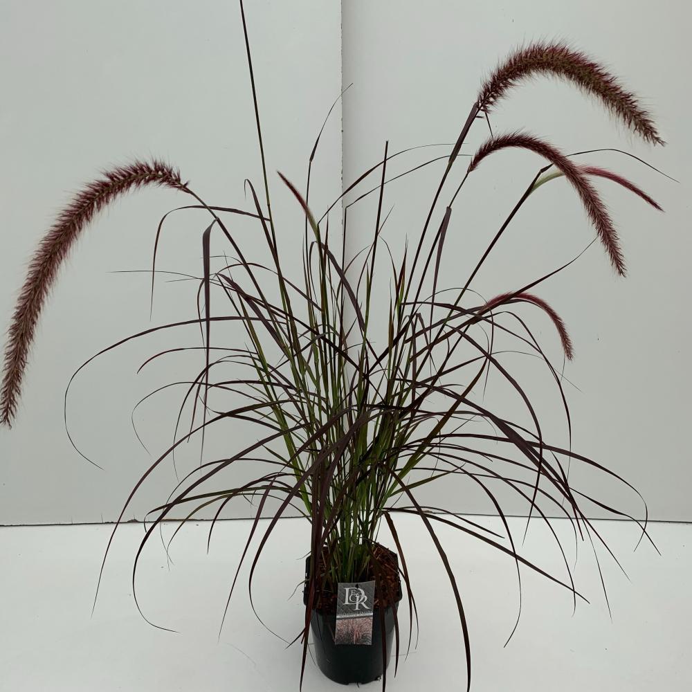 Pennisetum