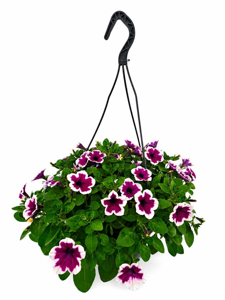 hanging