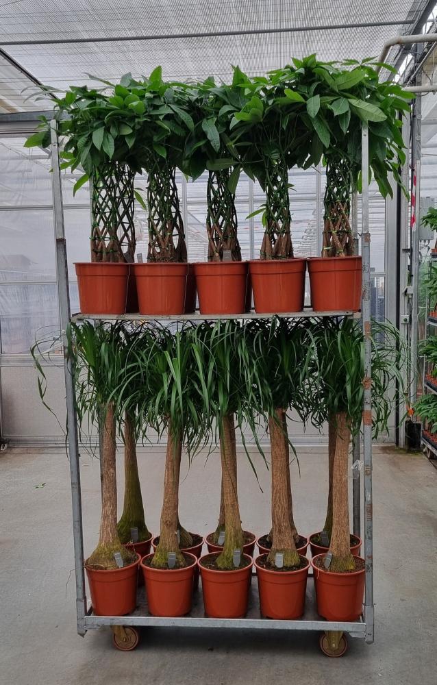 Plantes