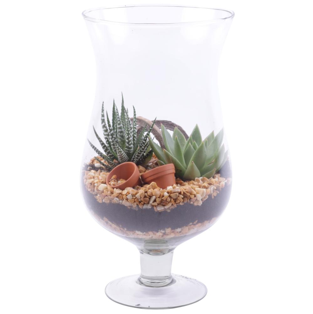 succulentes