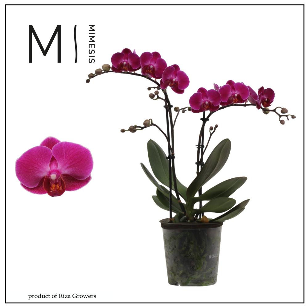 phalaenopsis