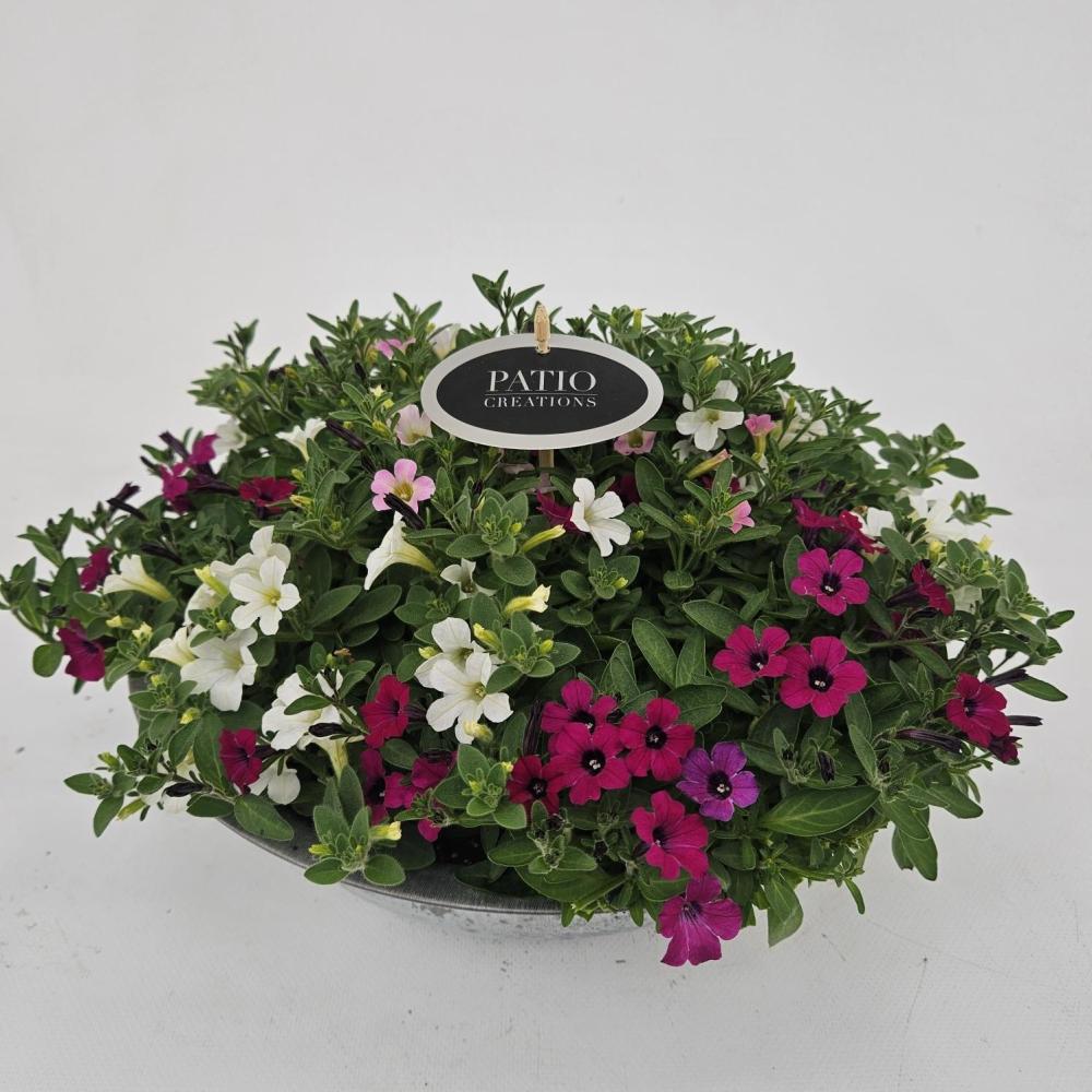 plantes mix