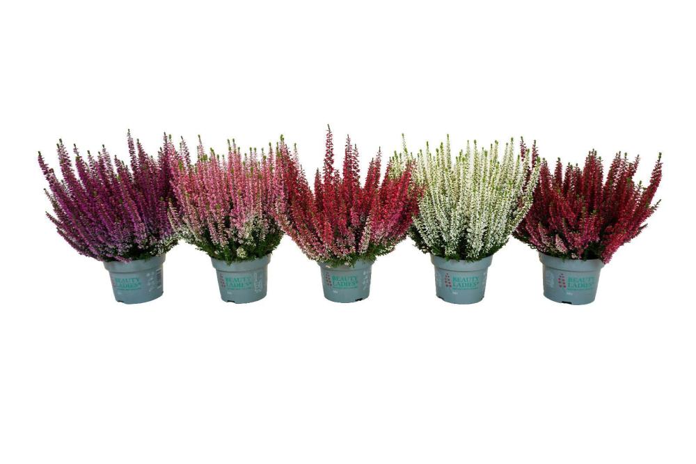 Calluna
