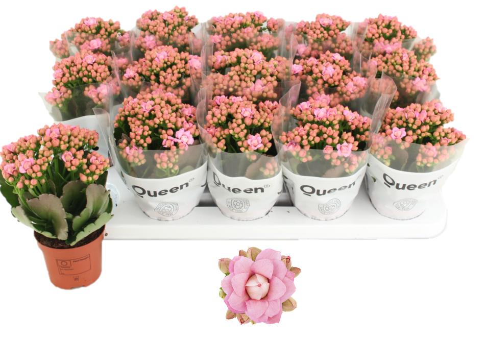 Kalanchoe fleurs doubles
