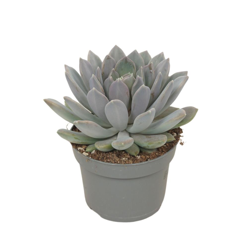 Pachyphytum