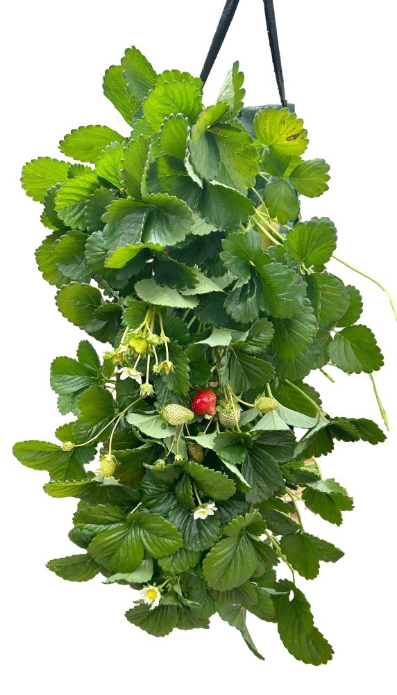 fragaria