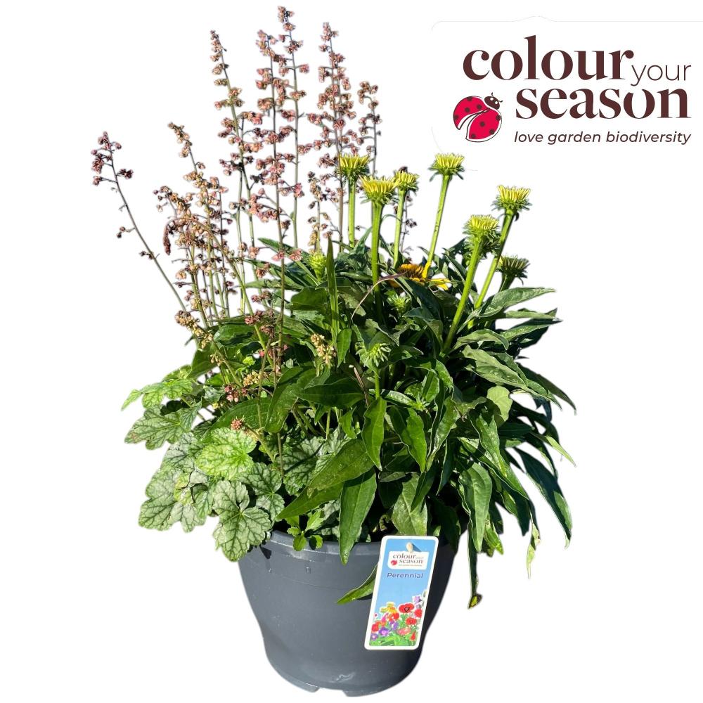 Plantes