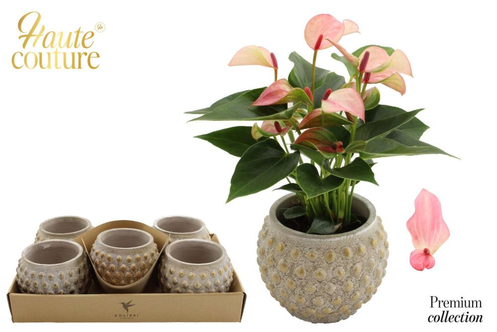 Anthurium