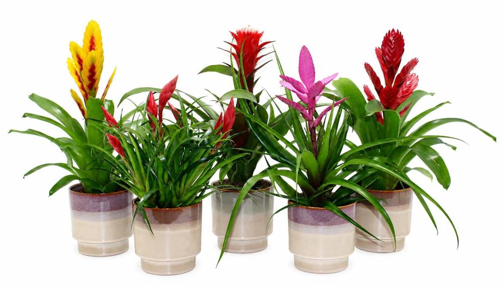 Bromeliacea mix