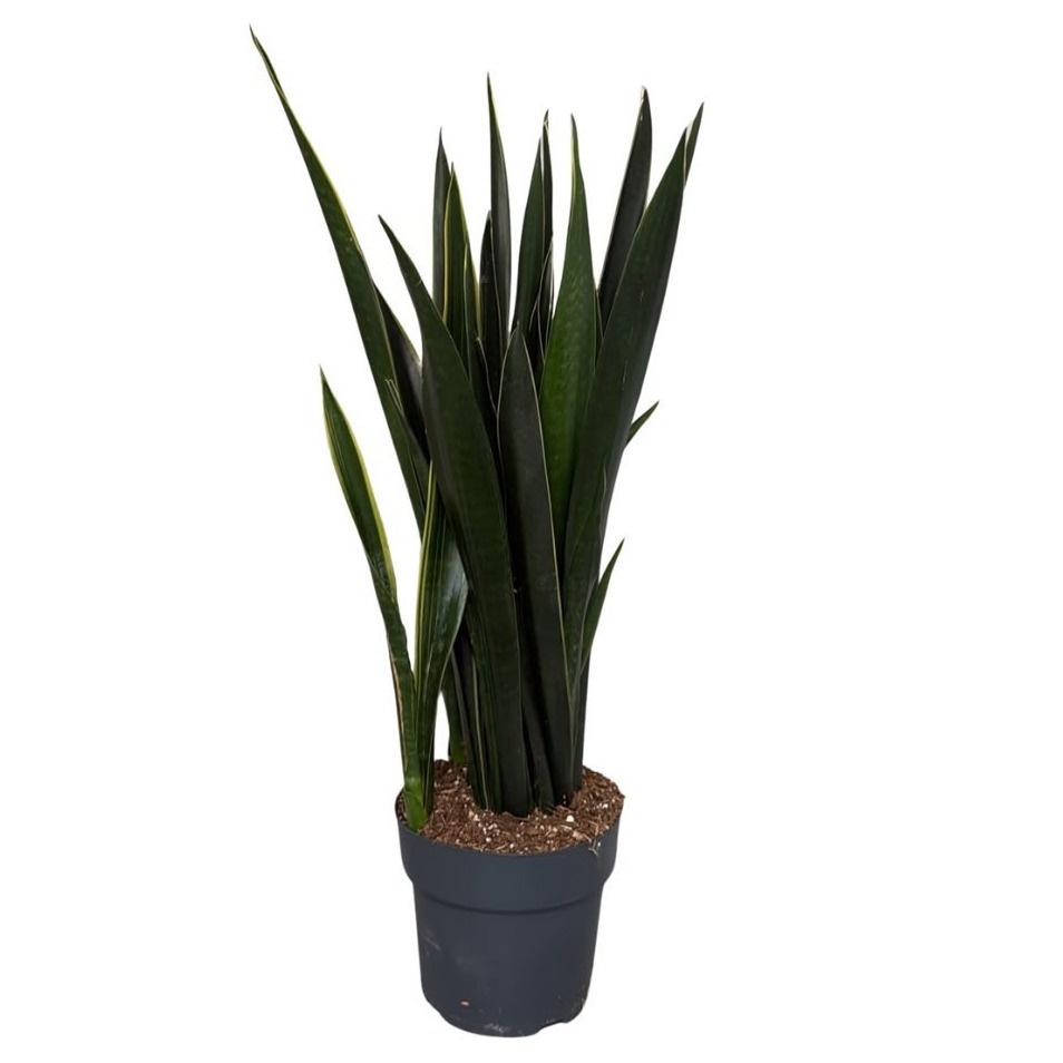 Sansevieria