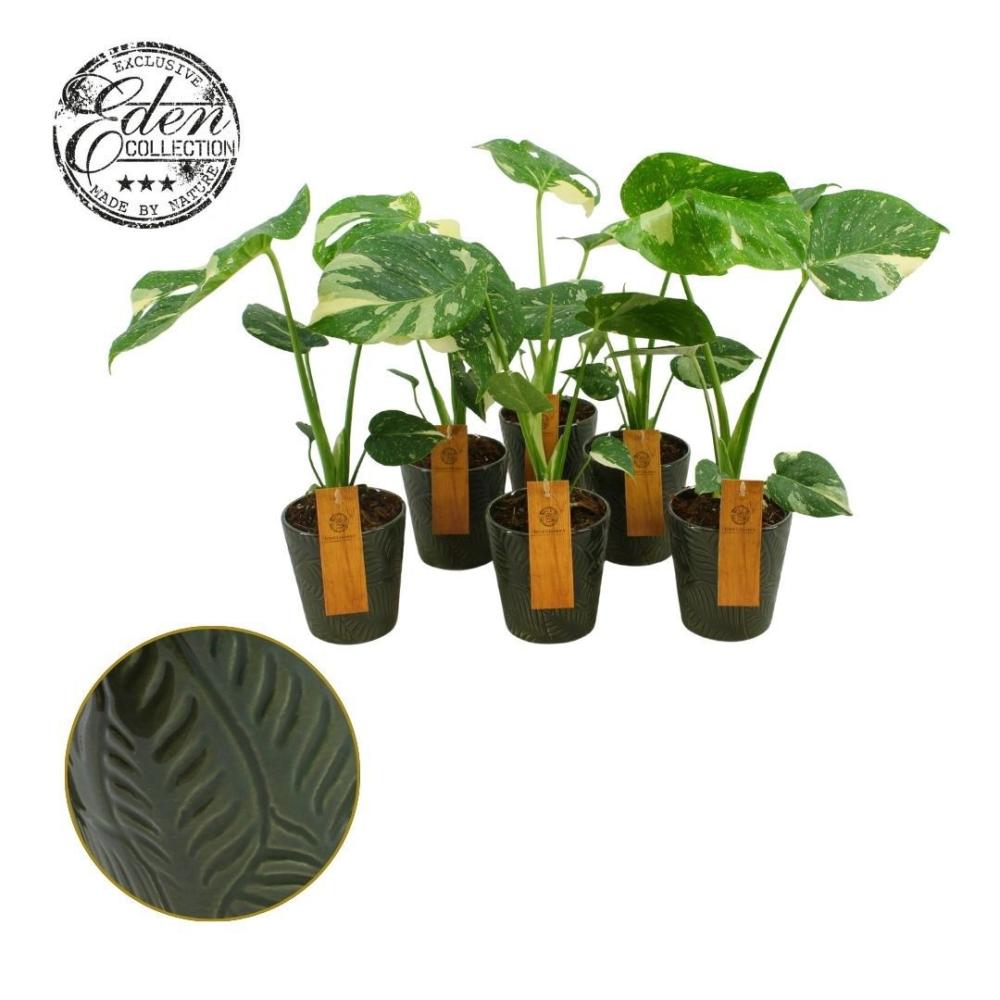 Monstera