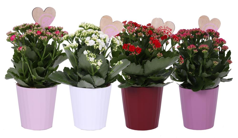 Kalanchoe