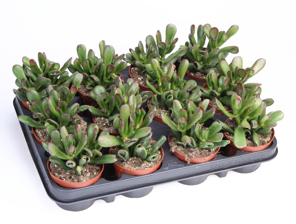 crassula