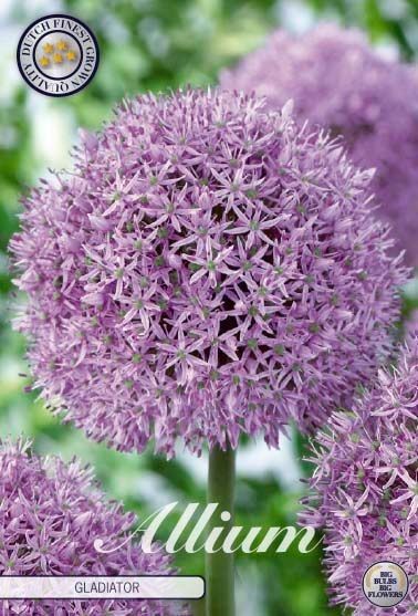 Allium