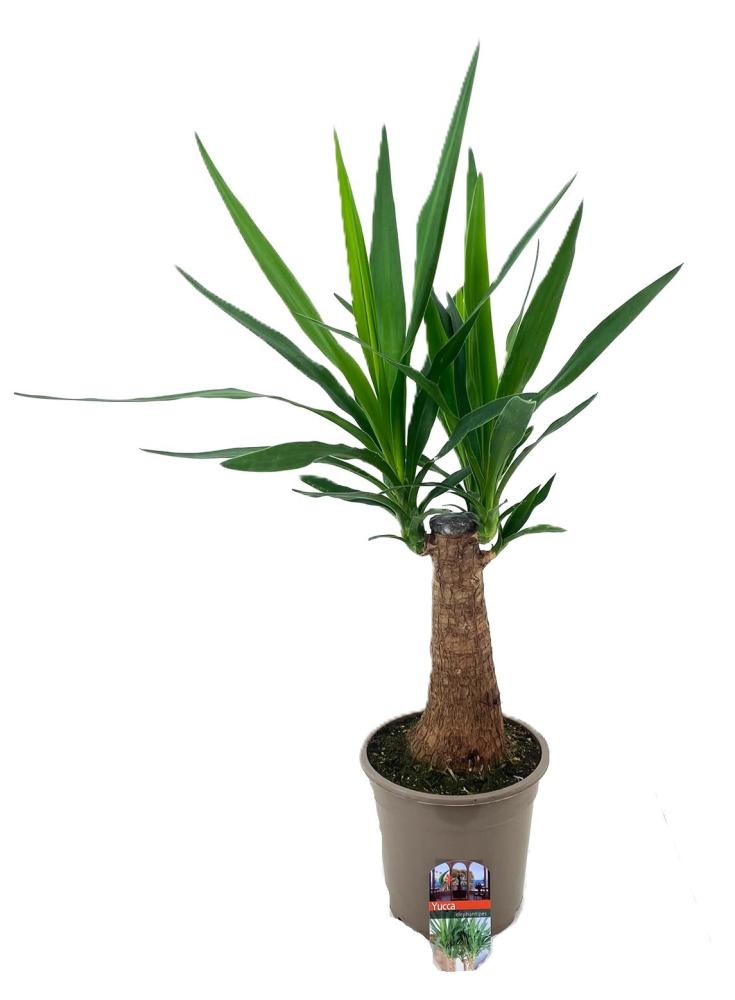 yucca