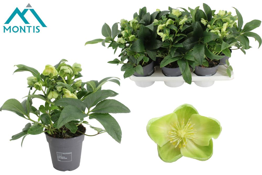 Helleborus