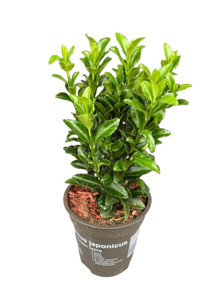 euonymus