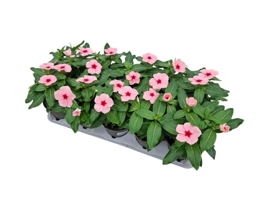 Catharanthus