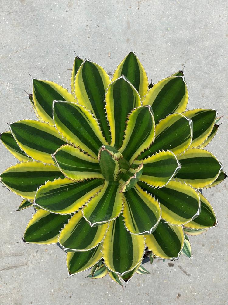 Agave