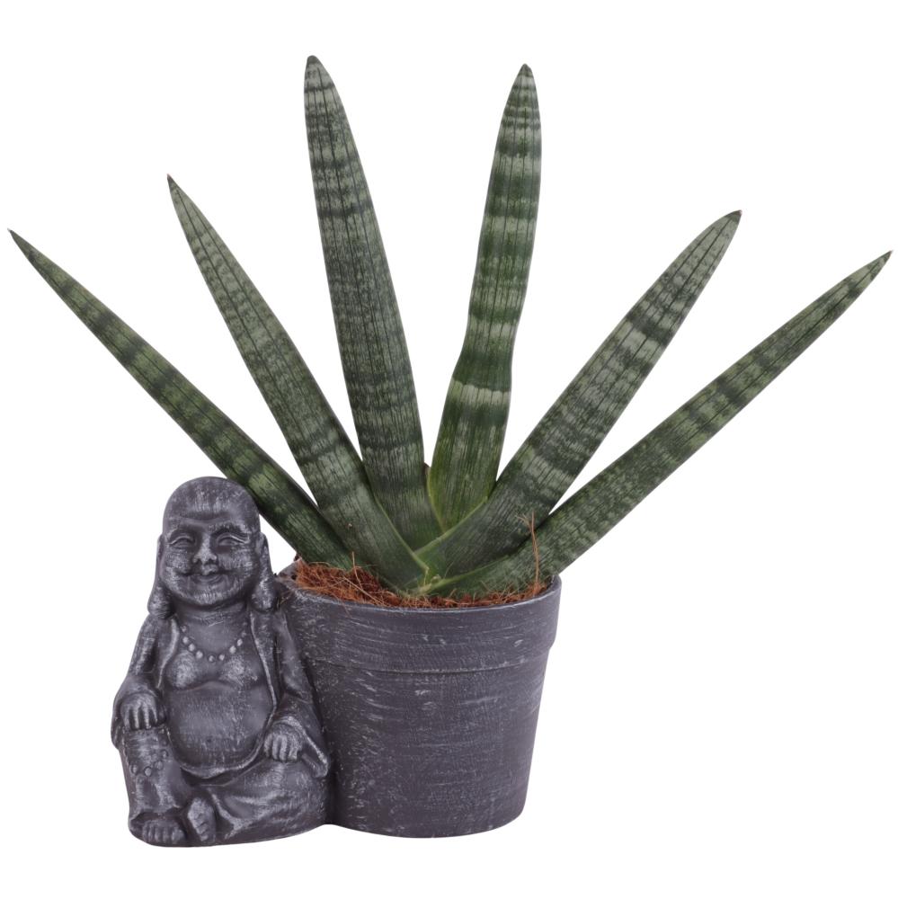 Sansevieria