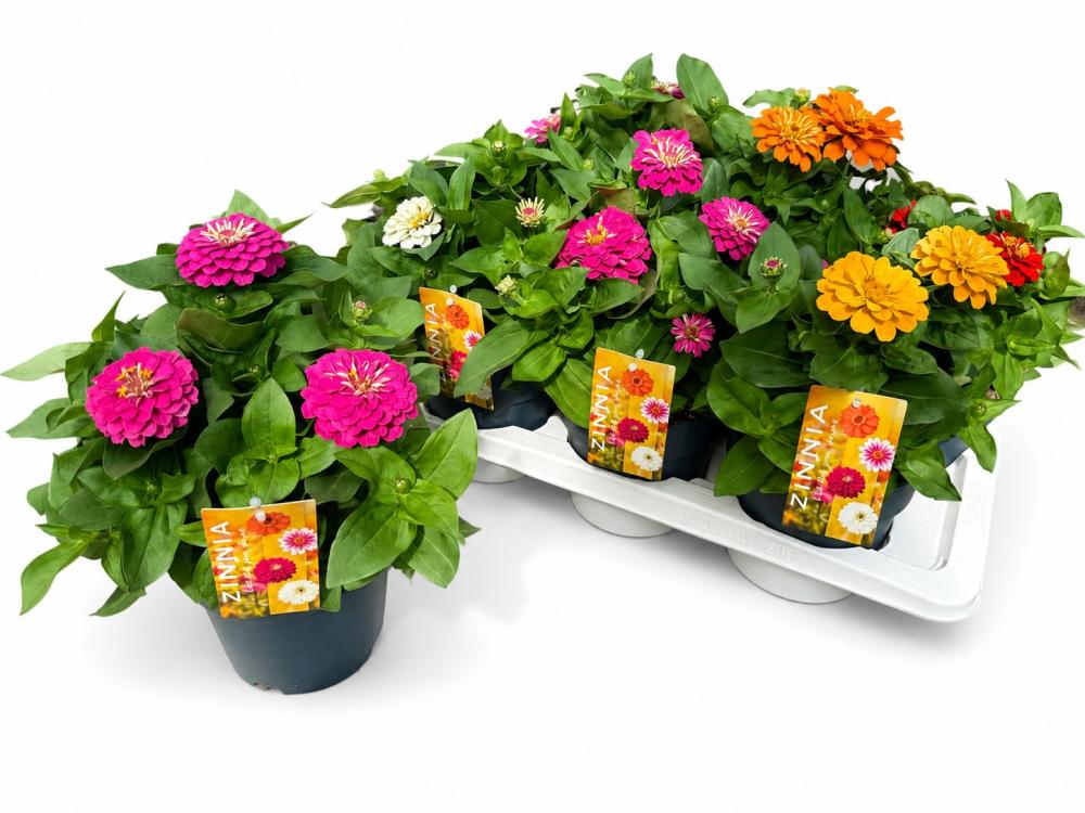 Zinnia