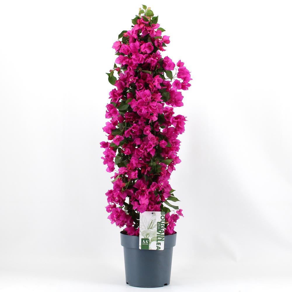 Bougainvillea