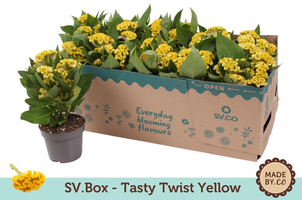 celosia