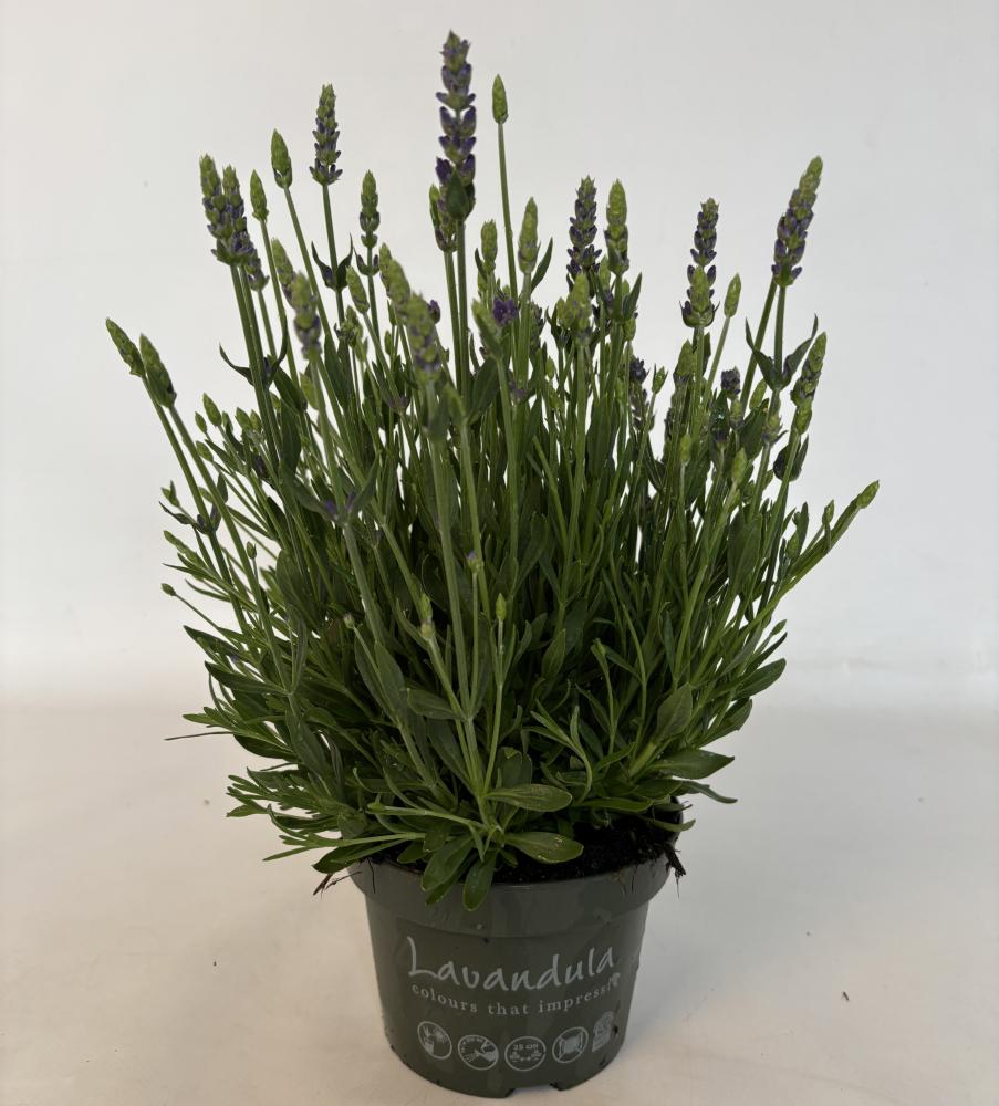 lavandula