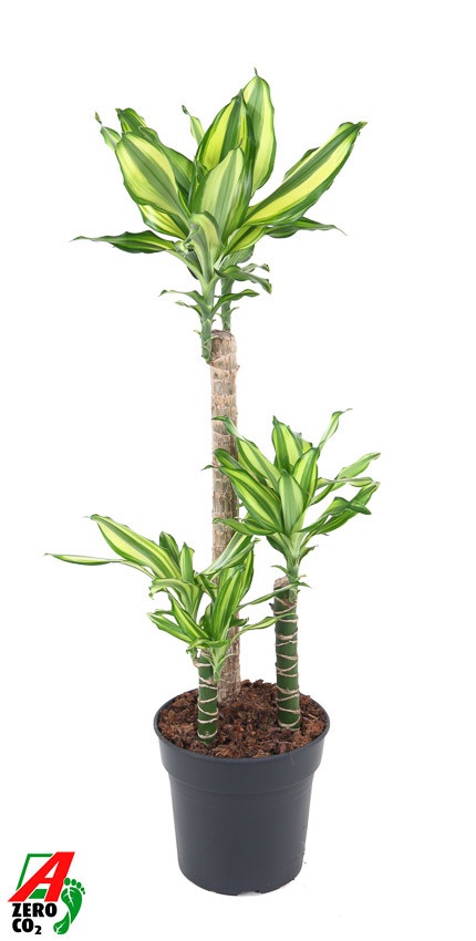 Dracaena