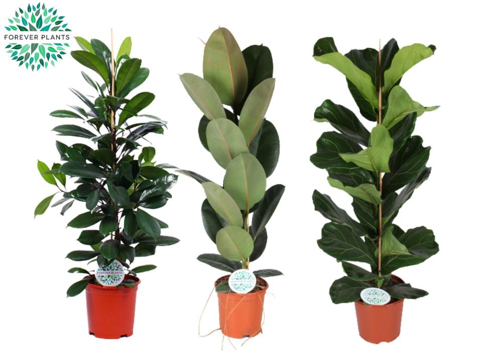 Ficus