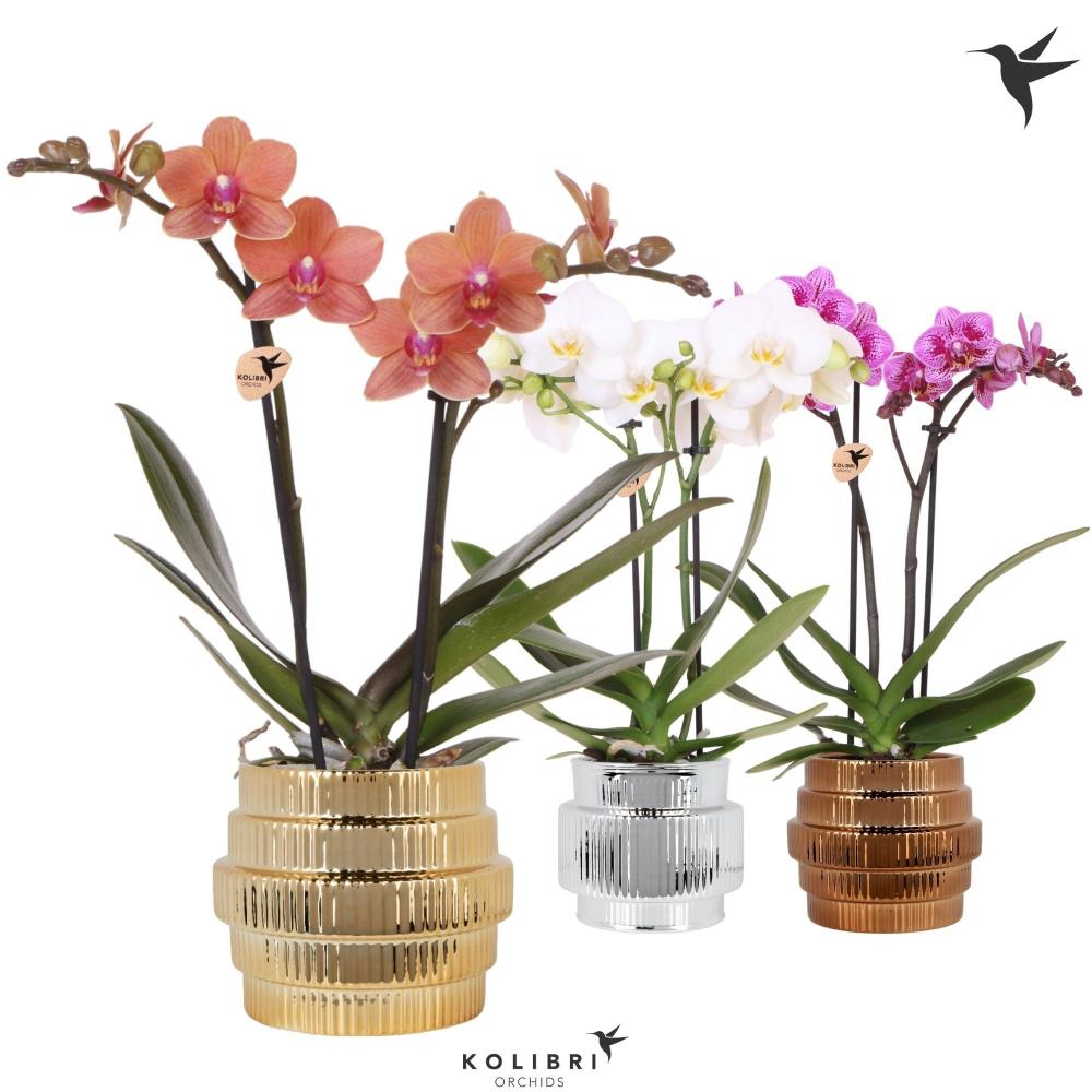 phalaenopsis