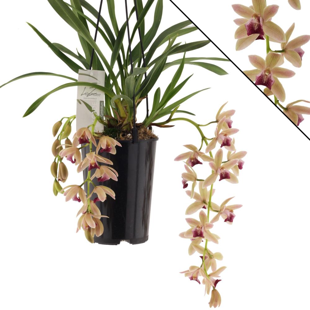 cymbidium
